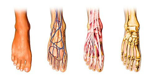 Human foot anatomy showing skin veins arteries muscles and bones Poster Print by Leonello CalvettiStocktrek Images 17 x 11