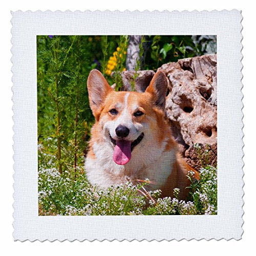 3dRose Pembroke Welsh Corgi Sitting in Garden_ - Quilt Square 8 by 8-Inch qs-209740-3