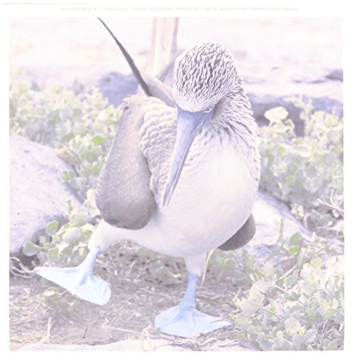 3dRose ht-86142-1 Ecuador Galapagos Islands Blue-Footed Booby - Cindy Miller Hopkins - Iron on Heat Transfer for White Material 8 by 8-Inch
