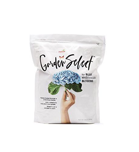 Garden Select for Blue Hydrangea Blossoms