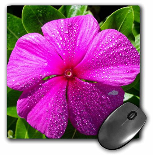 3dRose LLC 8 x 8 x 0_25 Inches Mouse Pad Small Pink Flower in a Garden mp-63281-1