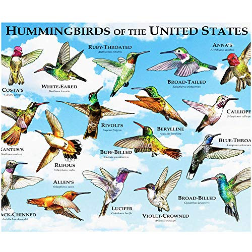 Hummingbird Bird Puzzles 300 Piece for Kids Adults Audubon Birds Jigsaw Puzzle for Bird Lovers Puzzle Lovers United States USA American Hummingbird Collage Puzzle Poster Hummingbird Bird Puzzles 300 Piece for Kids Adults Audubon Birds Jigsaw Puzzle for Bird Lovers Puzzle Lovers United States USA American Hummingbird Collage Puzzle Poster