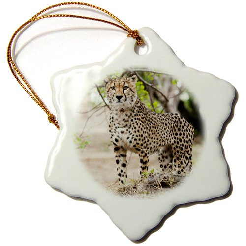 3dRose orn-71031-1 Cheetah Kapama Game Reserve South Africa-Af42 Spi0099-Sergio Pitamitz-Snowflake Ornament 3-Inch Porcelain