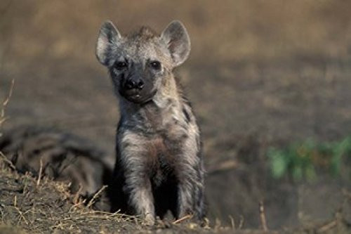 Posterazzi Kenya Masai Mara Game Reserve Spotted Hyena wildlife Poster Print by Paul Souders 18 x 12