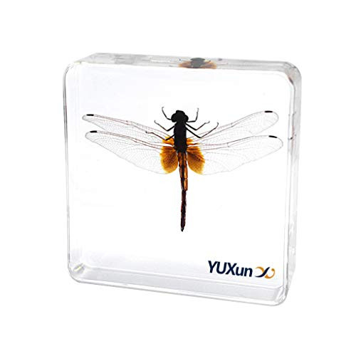 Cherish XT Animal Insect Dragonfly Specimen Paperweight Pantala flavescens Specimen Science Classroom Taxidermy for Science Education