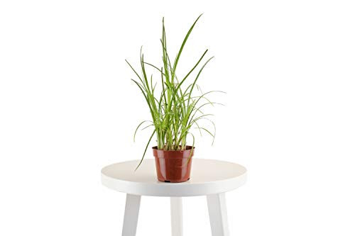 Leaf  and  Linen 4 Grow Pot Live IndoorOutdoor-Air Houseplant and Office Décor  Bright Light Collection 4 INCH Ponytail Palm-Beaucarnea Recurvata