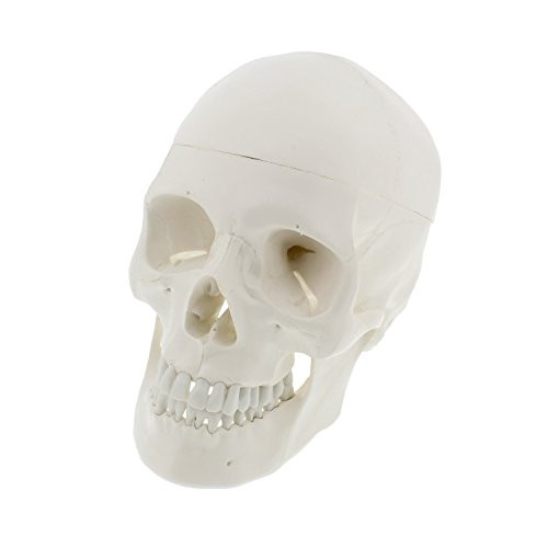 Mondo Medical Models Human Skull Anatomical Model  Life Sized Skull Replica with Removable Mandible and Skull Cap