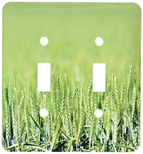 3dRose lsp-93742-2 Unripe Wheat Field Agriculture Pendleton Oregon-US38 DFR0085-David R_ Frazier Double Toggle Switch Multicolor