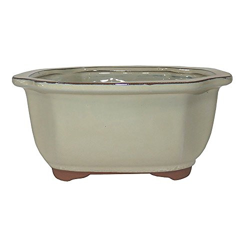 Brussels 7 Lotus Bonsai Glazed Ceramic Pot Medium Ivory