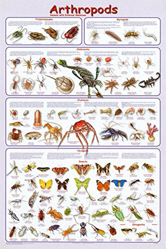 Laminated Arthropods Insects Educational Science Chart Crustacea Hexaoda Poster 24 x 36