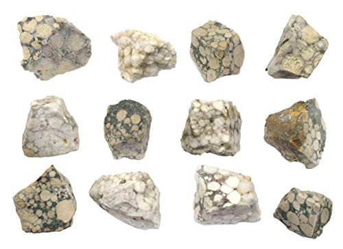 Raw Conglomerate Sedimentary Rock Specimen - Approx_ 1 - Geologist Selected and Hand Processed - Great for Science Classrooms - Eisco Labs 12 Raw Conglomerate Sedimentary Rock Specimen - Approx_ 1 - Geologist Selected and Hand Processed - Great for Science Classrooms - Eisco Labs 12