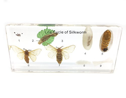 Lifecycle of a Silkworm Science Classroom Specimens for Science Education