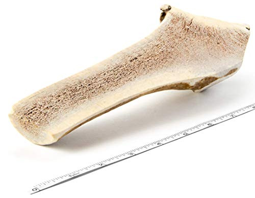 Devil Dog Pet Co Split Antler Dog Chew - Premium Split Elk Antlers for Dogs - Long Lasting for Non Aggressive Chewers - No Mess No Odor - Wild Shed Elk Horns - Veteran Owned 1 Pack Large Devil Dog Pet Co Split Antler Dog Chew - Premium Split Elk Antlers for Dogs - Long Lasting for Non Aggressive Chewers - No Mess No Odor - Wild Shed Elk Horns - Veteran Owned 1 Pack Large