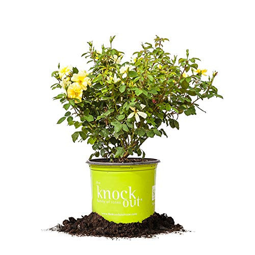 Perfect Plants Sunny Knock Out Rose 1 Gallon Live Plant Includes Special Blend Fertilizer  and  Planting Guide Yellow