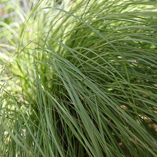 Outsidepride Weeping Lovegrass Seed for Erosion Control Forage  and  Ground Cover - 1 LB
