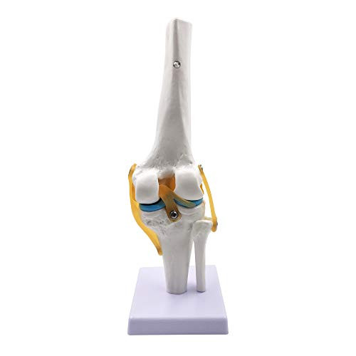 Knee Joint Simulation Model - Human 11 Size Medical Anatomy Flexible Knee Skeleton Teaching Mold for Science Classroom Study Display