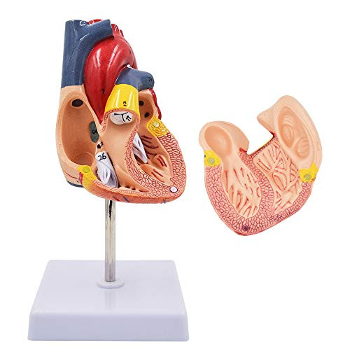 Human Heart Model - Genuine 1 1 Life Size Cardiac Anatomical Model 34 Numbered 2 Parts Anatomy Teaching Models for Science Classroom and Cardiology Study