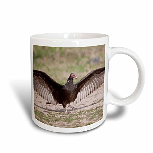 3dRose 146638_3 Turkey Vulture bird (Cathartes Aura) warming Mug 11 oz 3dRose 146638_3 Turkey Vulture bird (Cathartes Aura) warming Mug 11 oz