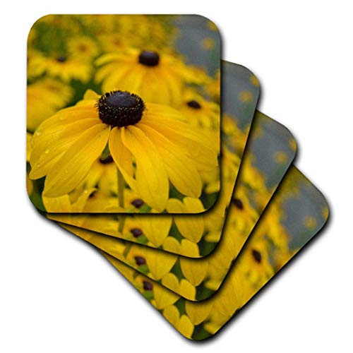 3dRose cst-36167-2 Black Eyed Susan Garden of Flowers-Floral Photography-Soft Coasters Set of 8 3dRose cst-36167-2 Black Eyed Susan Garden of Flowers-Floral Photography-Soft Coasters Set of 8