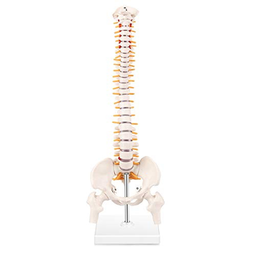 Winyousk Miniature Spine Anatomy Model 15_5 Mini Spinal Cord Model with Vertebrae Nerves Arteries Femur Lumbar Column and Male Pelvis - Includes Sturdy Stand