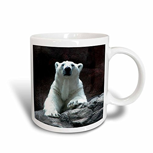 3dRose Polar Bear Resting Magic Transforming Mug, 11-Ounce
