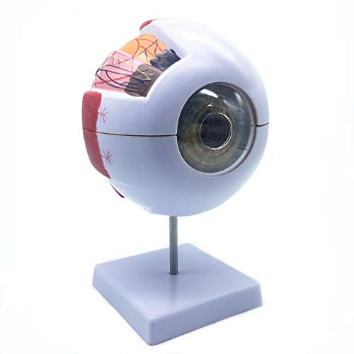 6X Enlarged Human Eye Anatomical ModelAnatomically Accurate Eye Model Human Eye Anatomy for Science Classroom Study Display Teaching Medical Model