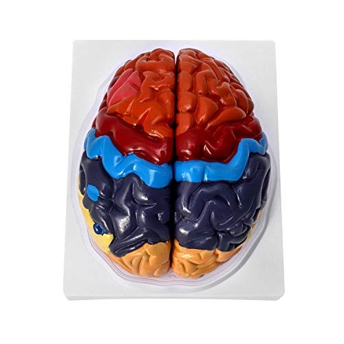 QWORK Life-Size Human Brain Anatomical Model Color-Coded Partitioned Brain 2 Parts Anatomically Accurate Brain Model for Science Classroom Study Display Teaching Medical Model