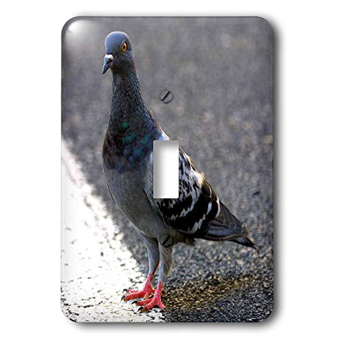 3dRose lsp_3122_1 Rock Dove Single Toggle Switch