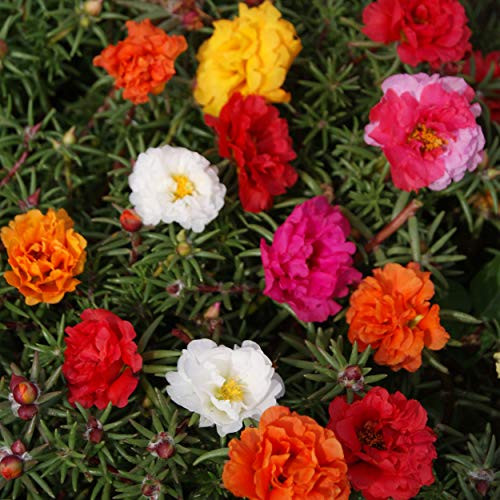 Outsidepride Moss Rose Plant Seed Mix _ 5000 Seeds Outsidepride Moss Rose Plant Seed Mix _ 5000 Seeds