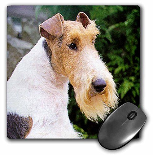3dRose LLC 8 x 8 x 0.25 Inches Fox Terrier Mouse Pad (mp_467_1)