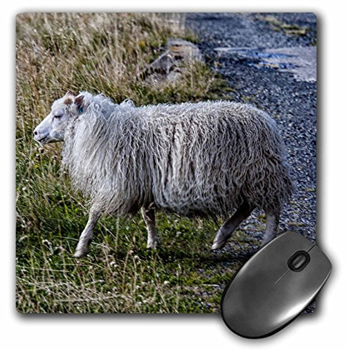 3dRose LLC 8 X 8 X 0.25 Inches Mouse Pad Sheep Crossing The Road (Mp_173634_1) 3dRose LLC 8 X 8 X 0.25 Inches Mouse Pad Sheep Crossing The Road (Mp_173634_1)