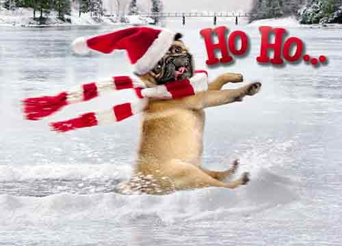 Avanti Christmas Cards, Skating Pug, 10 Count