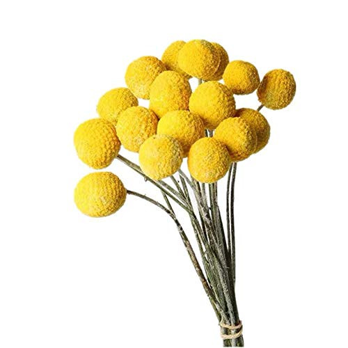 30 StemsPcs Natural Craspedia Dried FlowersYellow Billy Buttons Balls Bouquet_ Bundles Natural Dried Flowers_17_19 Tall_Diameter Approximate1In for 30 StemsPcs Natural Craspedia Dried FlowersYellow Billy Buttons Balls Bouquet_ Bundles Natural Dried Flowers_17_19 Tall_Diameter Approximate1In for