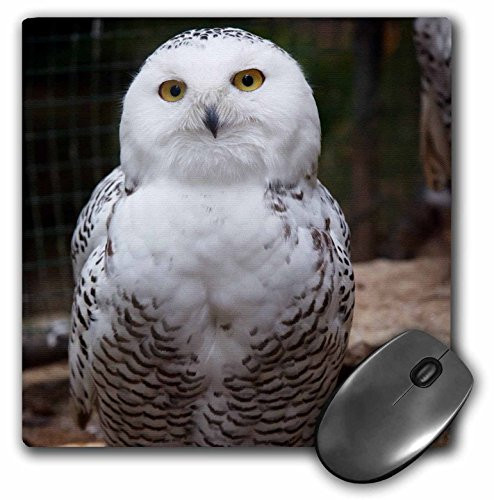 3dRose LLC 8 x 8 x 0.25 Inches Mouse Pad, Pretty White Snowy Owl Birds Animals (mp_79143_1)