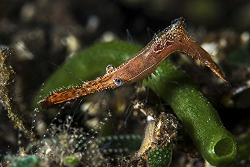 Posterazzi A Long Nose Rock Shrimp Tulamben Bali Indonesia Poster Print by Brook PetersonStocktrek Images_ 17 x 11 _ Varies Posterazzi A Long Nose Rock Shrimp Tulamben Bali Indonesia Poster Print by Brook PetersonStocktrek Images_ 17 x 11 _ Varies