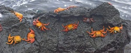 Posterazzi High angle view of Sally Lightfoot crabs grapsus on a rock Galapagos Islands Ecuador Poster Print_  15 x 6