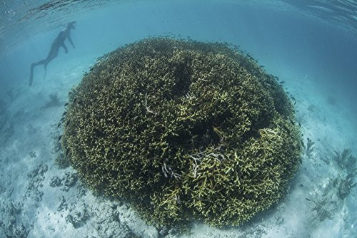 Posterazzi A snorkeler explores a shallow lagoon in a remote part of Raja Ampat Poster Print_  17 x 11