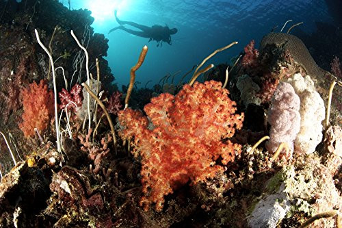 Posterazzi Diver explores a coral reef scape in the remote Cenderawasih Bay West Papua Indonesia Poster Print_ 17 x 11 Posterazzi Diver explores a coral reef scape in the remote Cenderawasih Bay West Papua Indonesia Poster Print_ 17 x 11