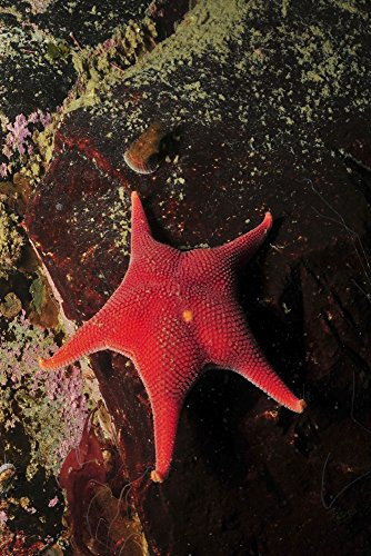 Posterazzi Red sea star and limpet on brown rock Antarctica Poster Print_  11 x 17