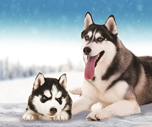 Husky Dog Fleece Throw Blanket 50 inch  x 60 inch