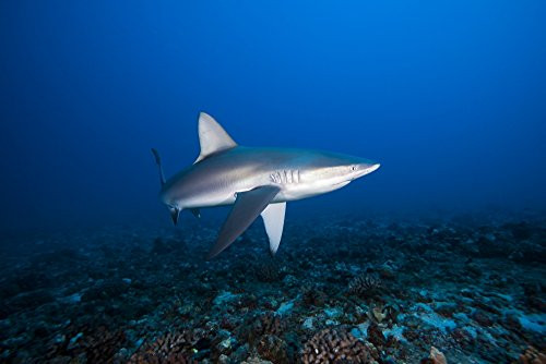 Posterazzi Hawaii Molokai Grey reef shark  Carcharhinus amblyrhynchos  swimming below Mokuhooniki Rock Poster Print_  18 x 12