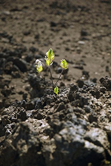 Posterazzi Hawaii Maui Haleakala New life grows among lava rock Poster Print_ 12 x 19 Posterazzi Hawaii Maui Haleakala New life grows among lava rock Poster Print_ 12 x 19