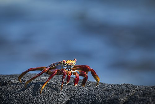 Sally Lightfoot crab  Grapsus grapsus  on grey volcanic rock Galapagos Islands Ecuador Poster Print  19 x 12