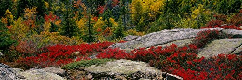 Posterazzi Flowers on rocks Acadia National Park Maine USA Poster Print_  27 x 9