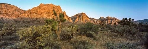 Posterazzi Joshua Trees in a Desert Red Rock Canyon Las Vegas Nevada USA Poster Print_  27 x 9 _ Varies