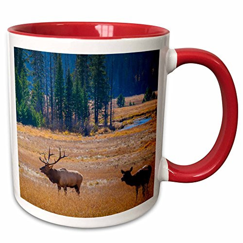 3dRose 189408_5 USA Colorado Elk in Rocky Mountain National Park Two Tone Mug, 11 oz, Red 3dRose 189408_5 USA Colorado Elk in Rocky Mountain National Park Two Tone Mug, 11 oz, Red