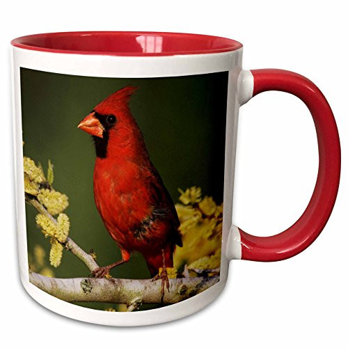 3dRose mug_84565_5 Northern Cardinal Bird, Lake Corpus Christi Texas-Na02 Rnu0704-Rolf Nussbaumer Ceramic, 11 oz, Red/White