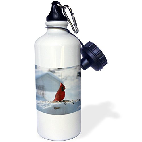 3dRose Male Redbird on Rock _ Sports Water Bottle_ 21 ounce_ White 3dRose Male Redbird on Rock _ Sports Water Bottle_ 21 ounce_ White