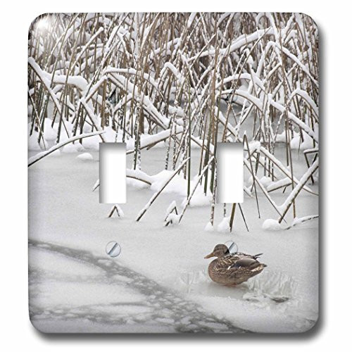 3dRose lsp-95173-2 Washington Lone Mallard Duck Sits On Icy Pond Double Toggle Switch Multicolor