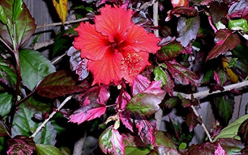 10 Dinnerplate Hibiscus Red Hot Perennial Flower Seed Easy to Grow Huge 10-12 Inch Flowers